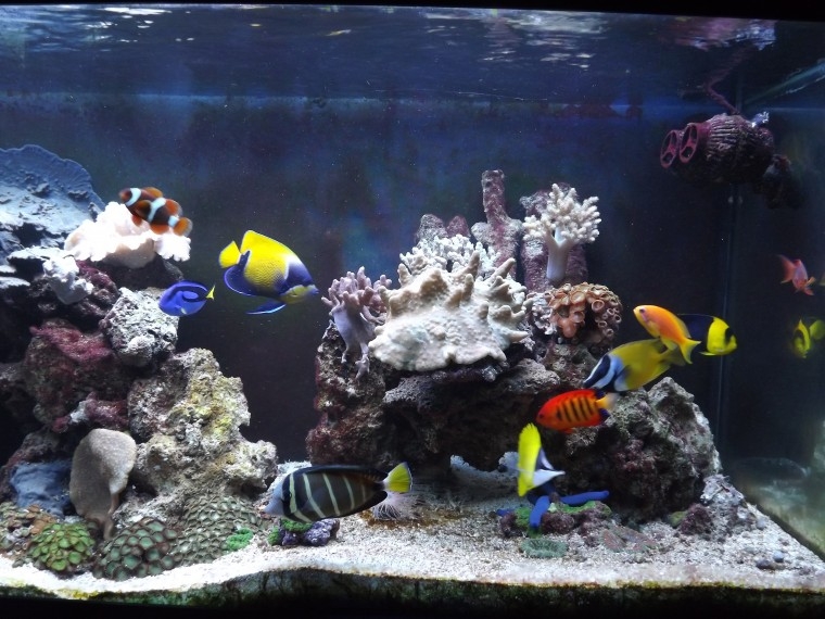 peixes2