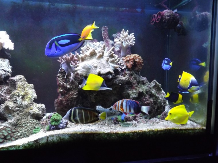 peixes3