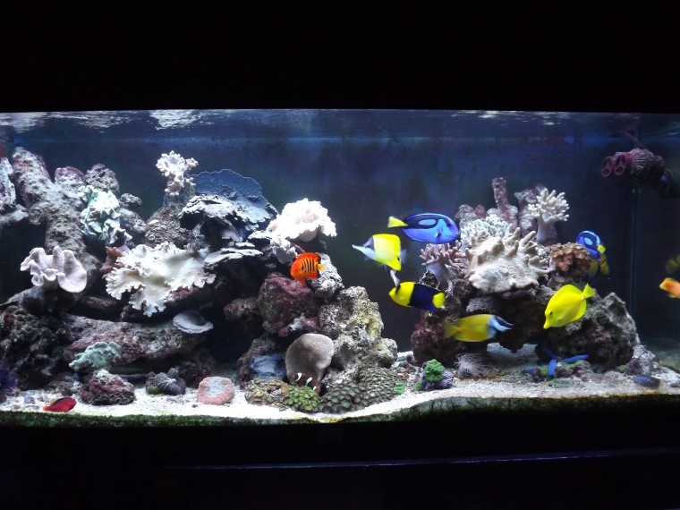 peixes5
