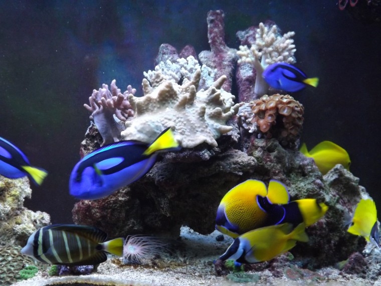 peixes6