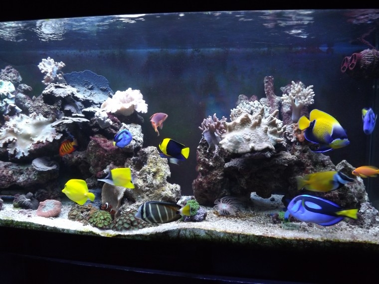 peixes8