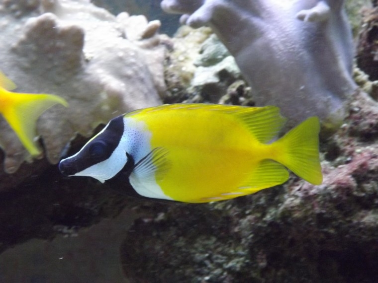 siganus