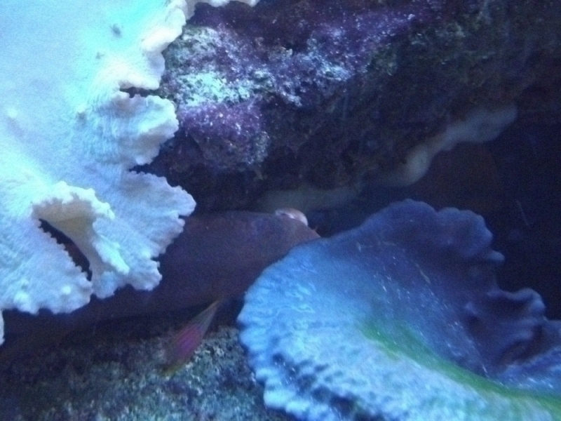 Coral2