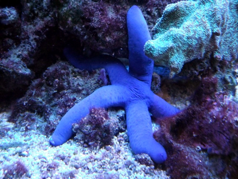 estrela