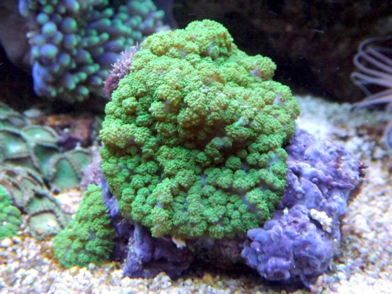 Rhodactis
