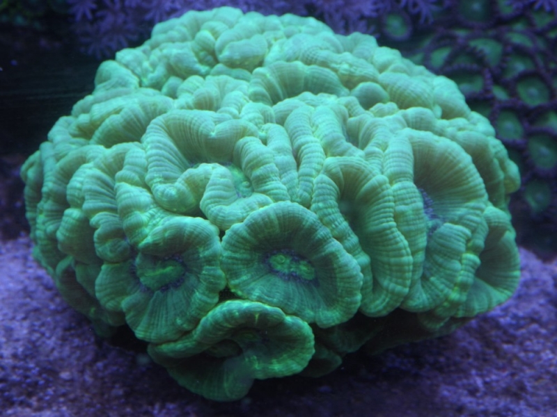 Caulastrea