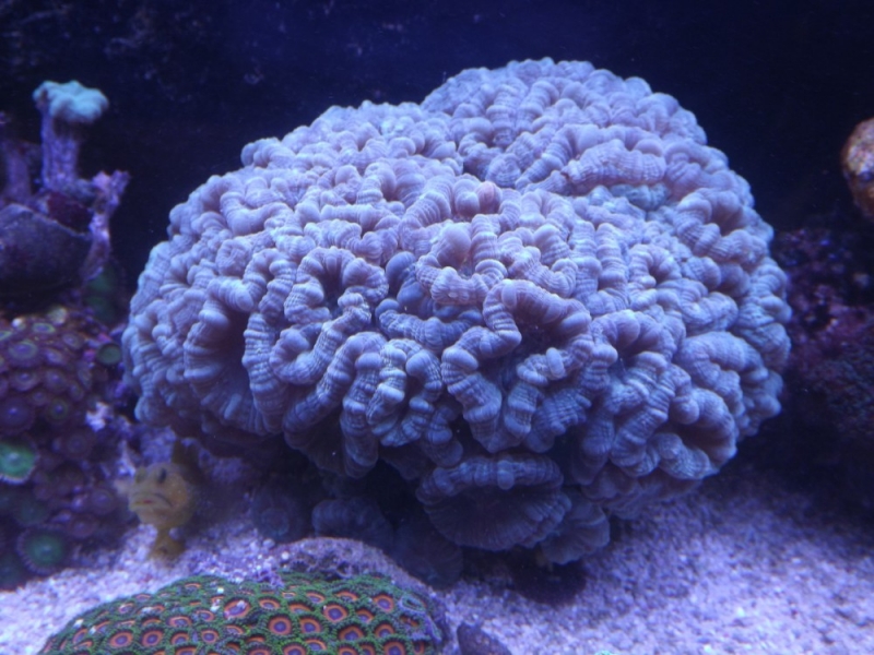 Caulastrea 1