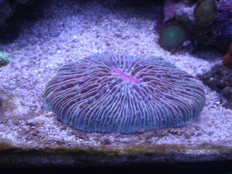 Fungia