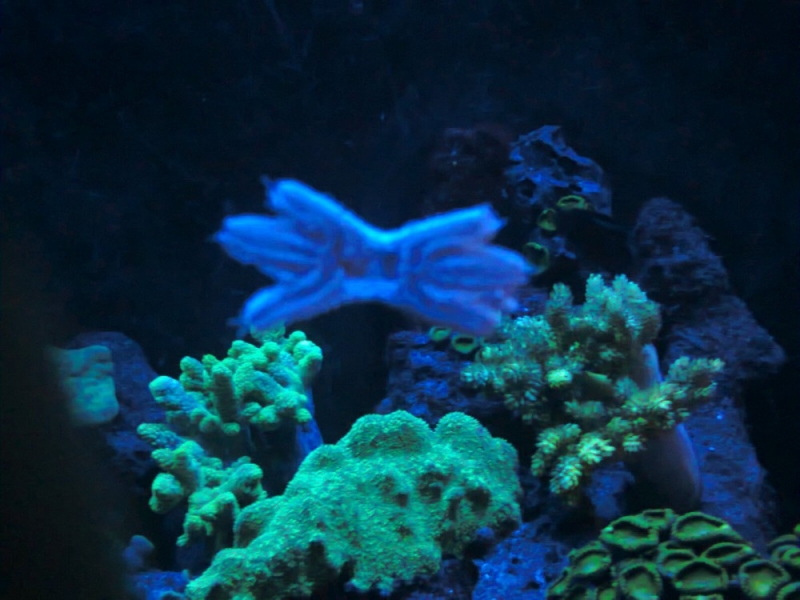 Asterina1