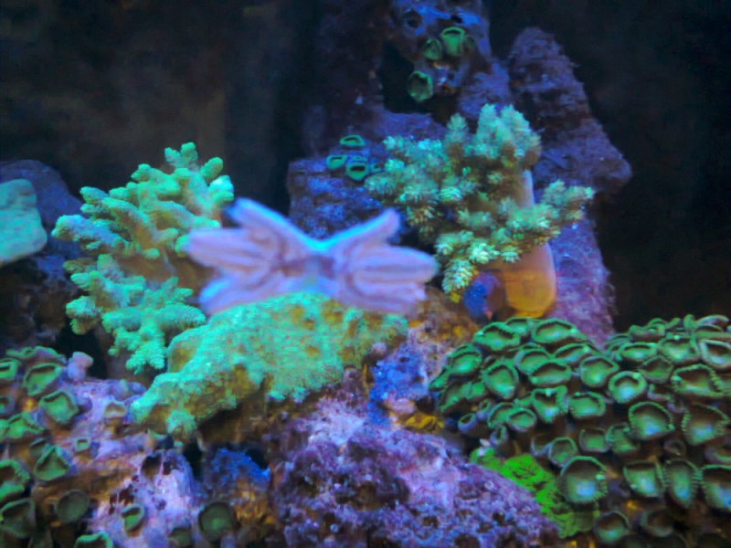 Asterina2