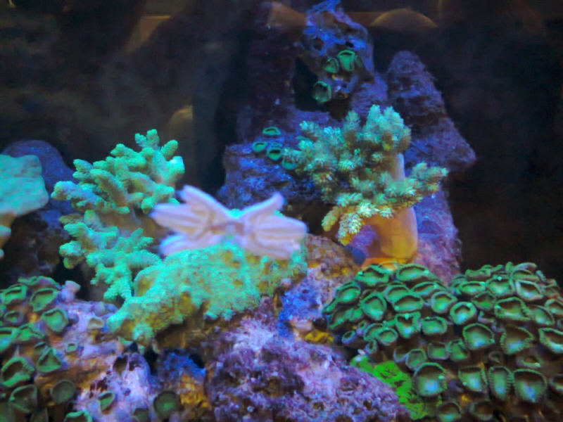 Asterina3