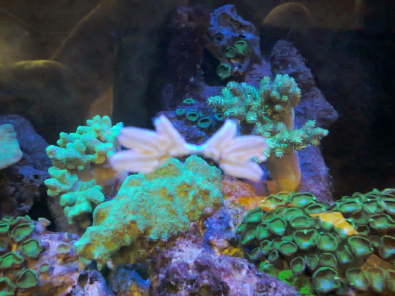 Asterina4