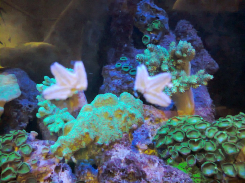 Asterina5