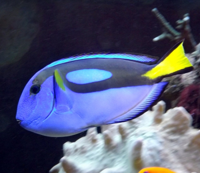 Paracanthurus hepatus