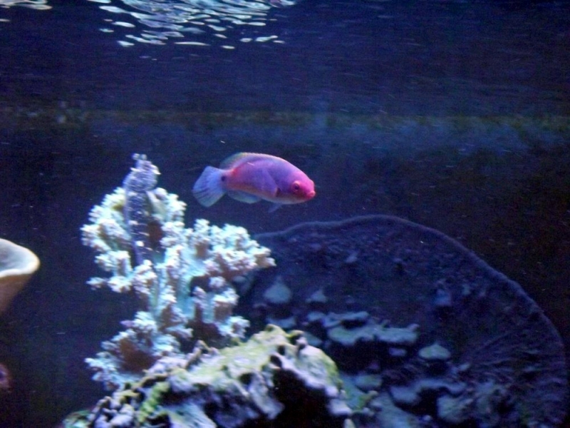 chirrilabrus