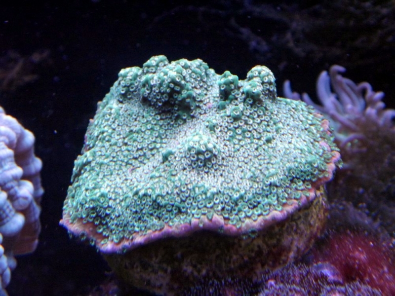 montipora australienses