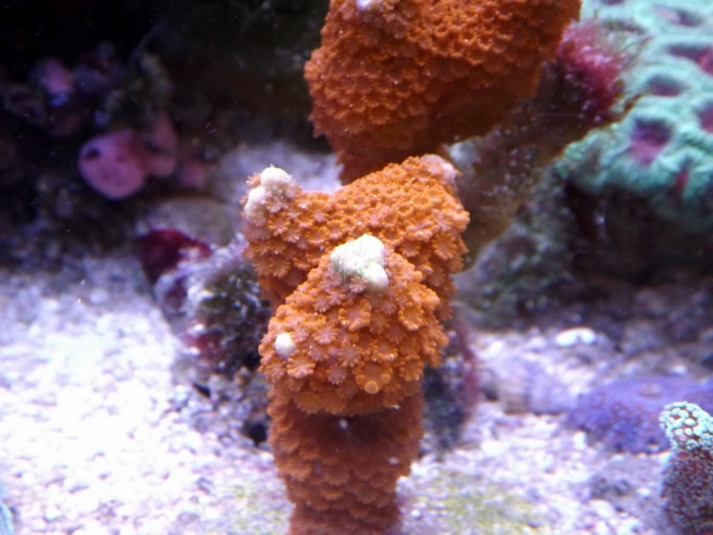 montipora digitata