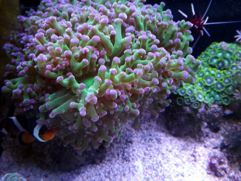 euphylia