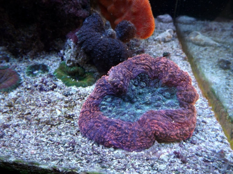 lobophylia
