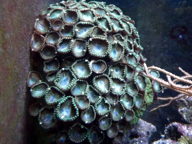 Palythoas