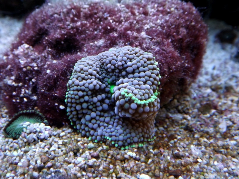 Ricordia florida