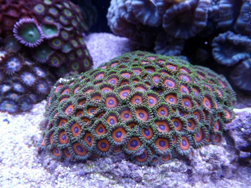 zoanthus