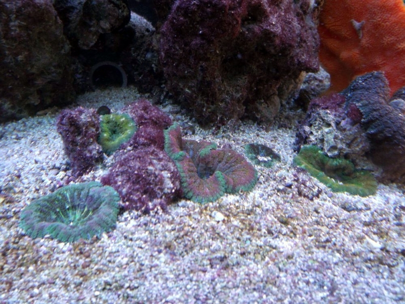 anemonas mini carpete