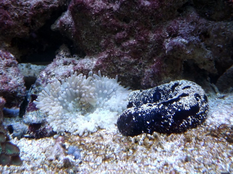 holothuria e crispa