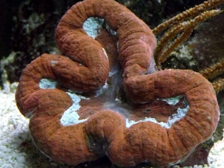Lobophyllia hemprichii