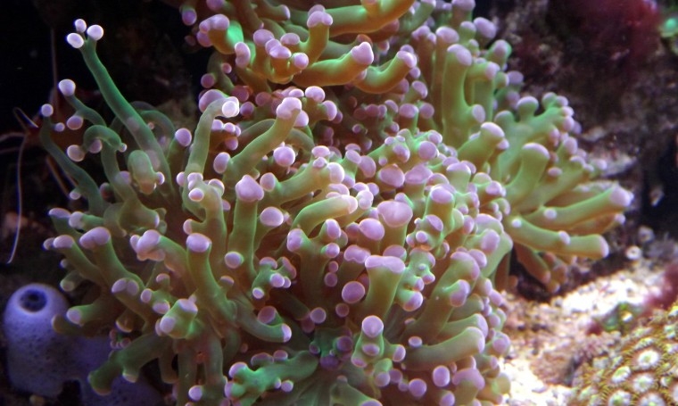 Euphyllia paradivisa