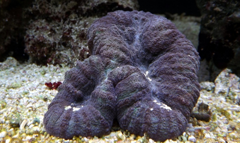 Lobophyllia hemprichii 1