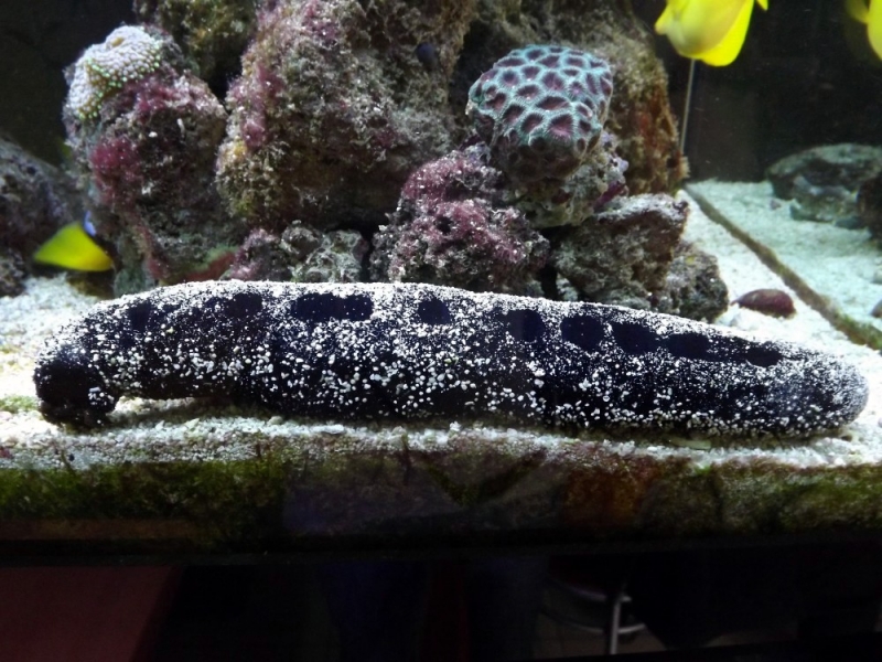 Holothuria atra