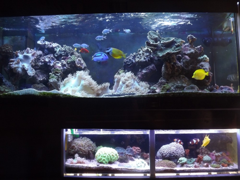 Aquario