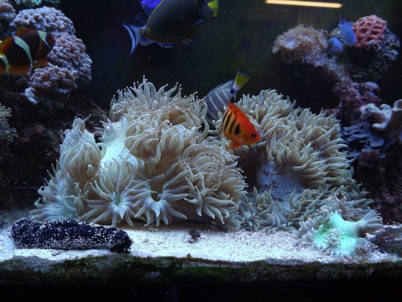 Catalaphylias