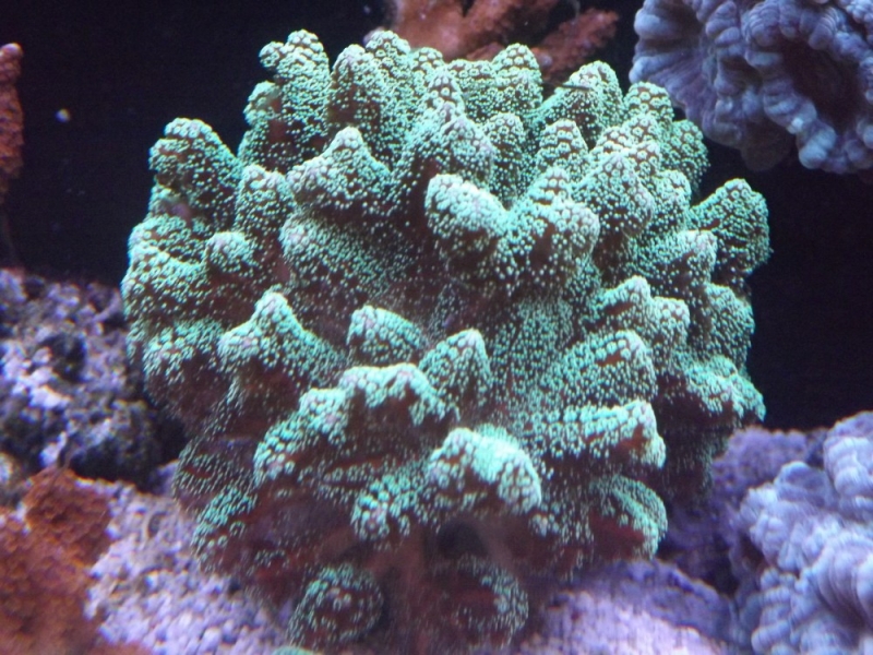 seriatopora