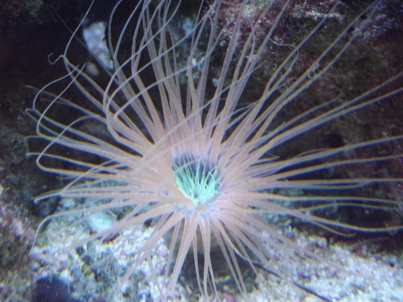 Cerianthus