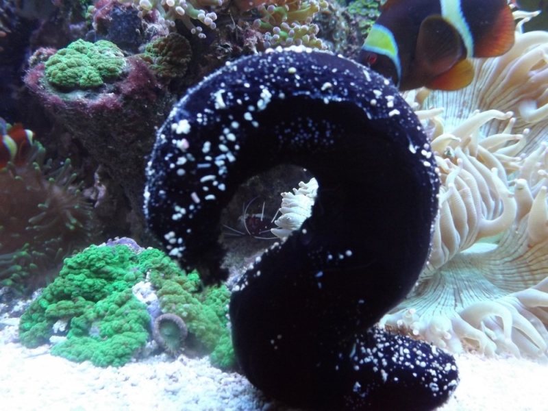 holothuria