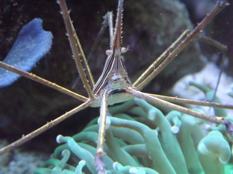 Stenorhynchus seticornis