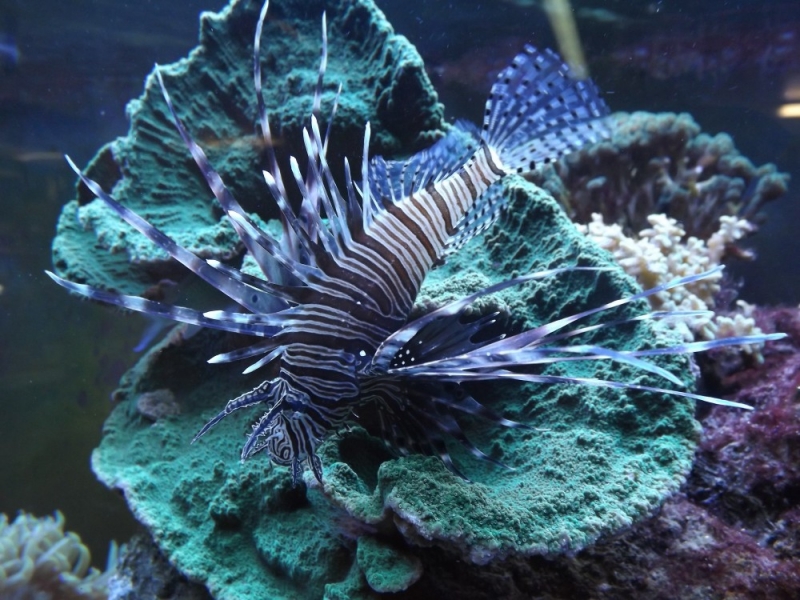 Pterois volitans