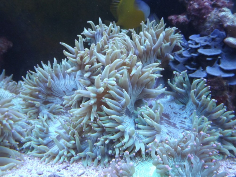 Catalaphyllia jardinei (2)