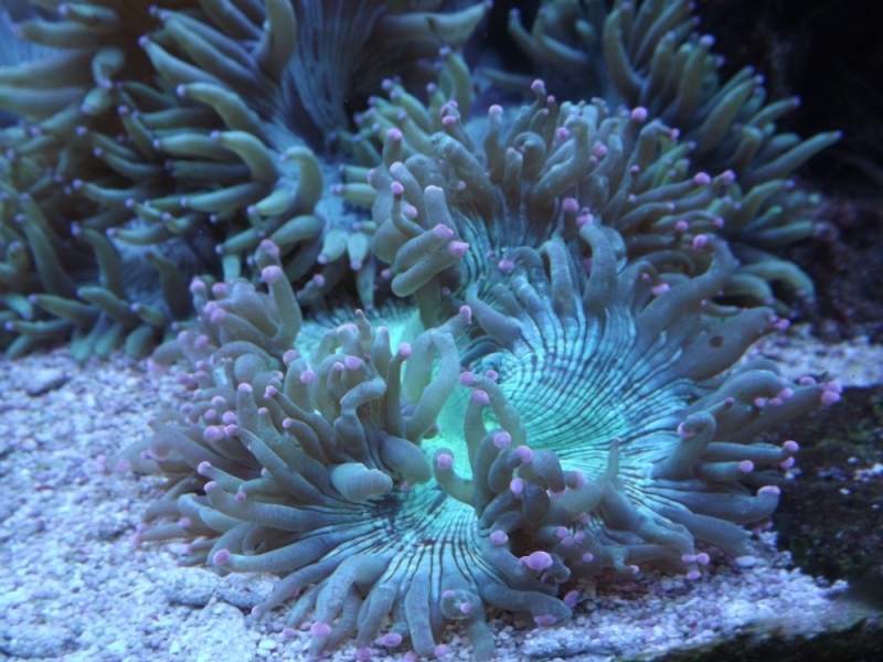 Catalaphyllia jardinei