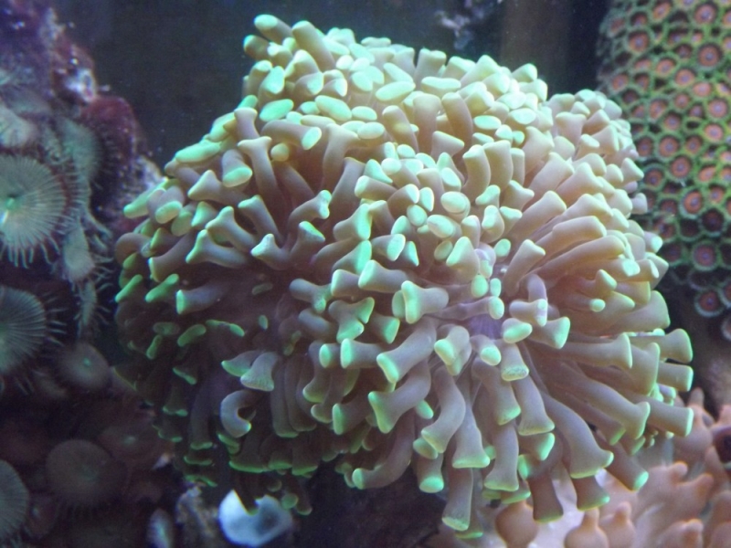 Euphyllia ancora