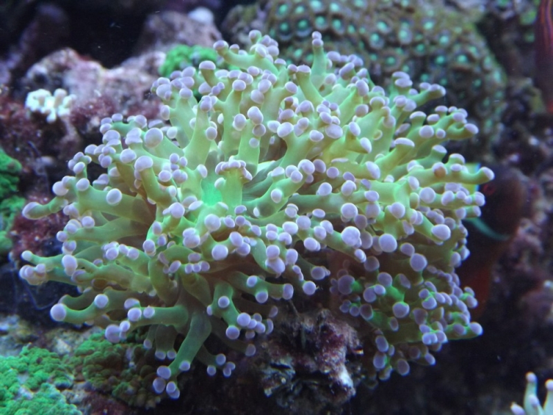 Euphyllia paradivisa