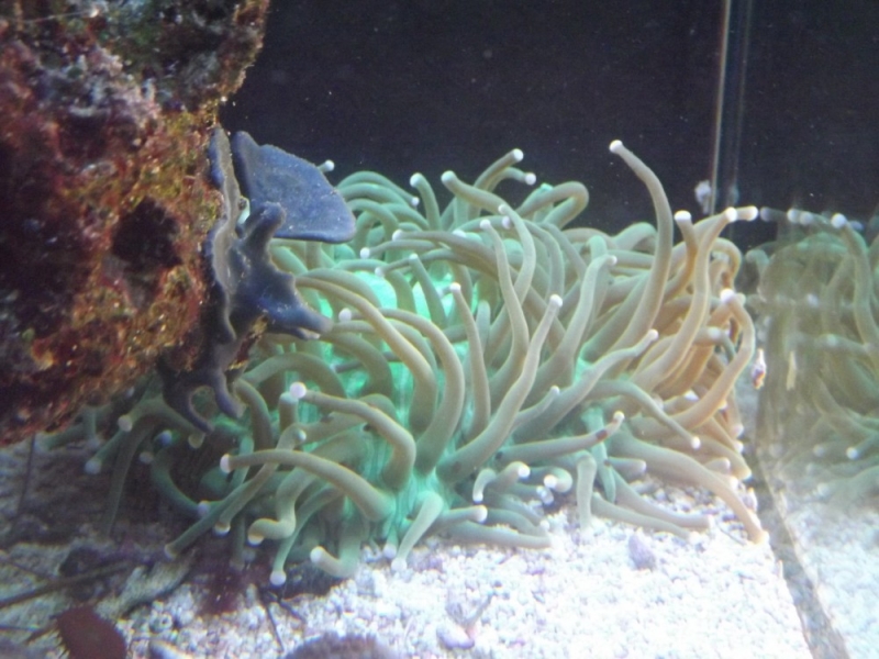 Heliofungia actiniformis