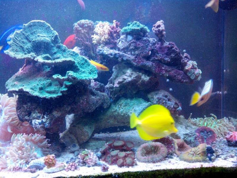 Aquario decor
