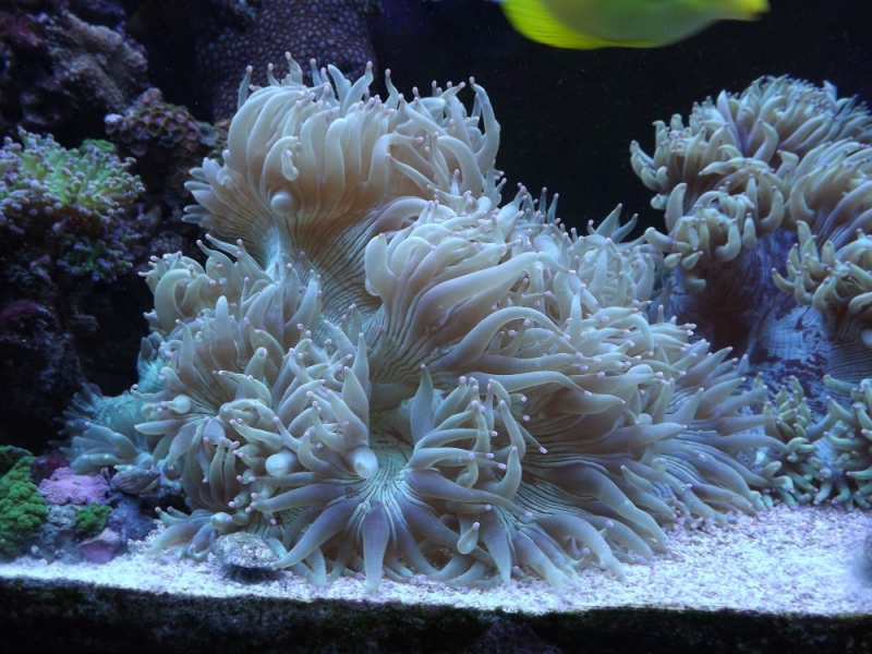 Ctalaphylia