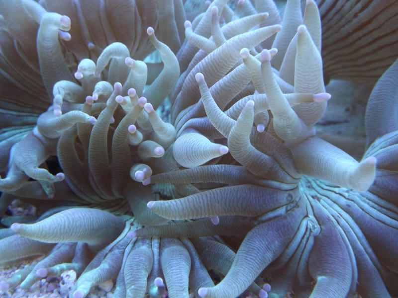 catalaphylia polipos