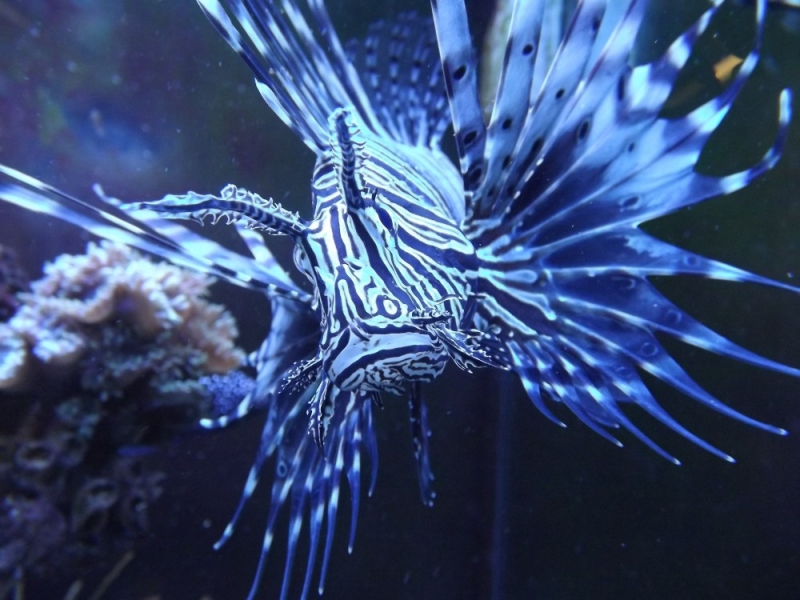 Pterois volitans