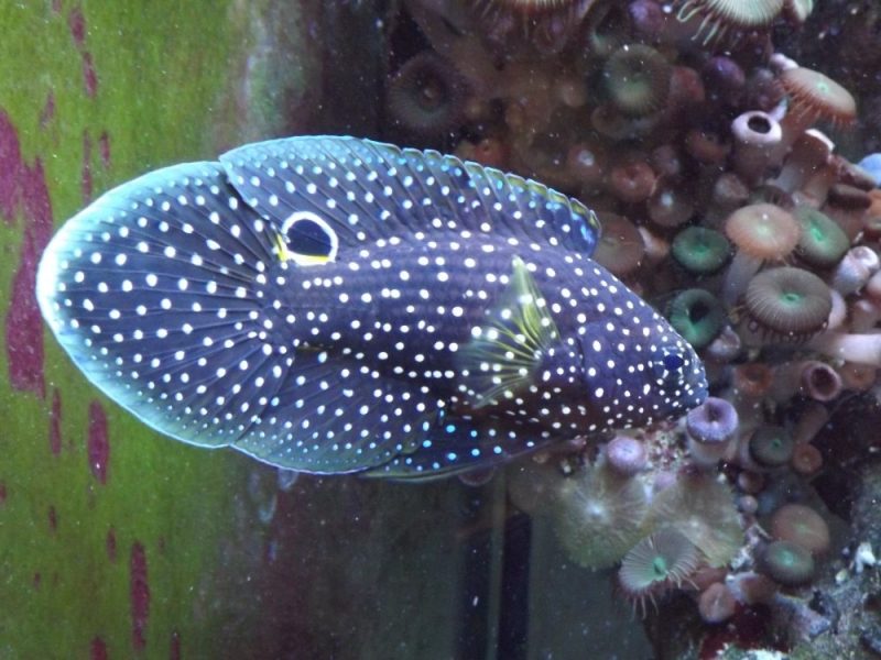 Calloplesiops altivelis