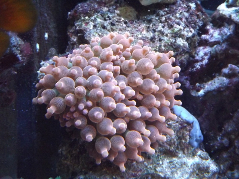 Entacmaea quadricolor